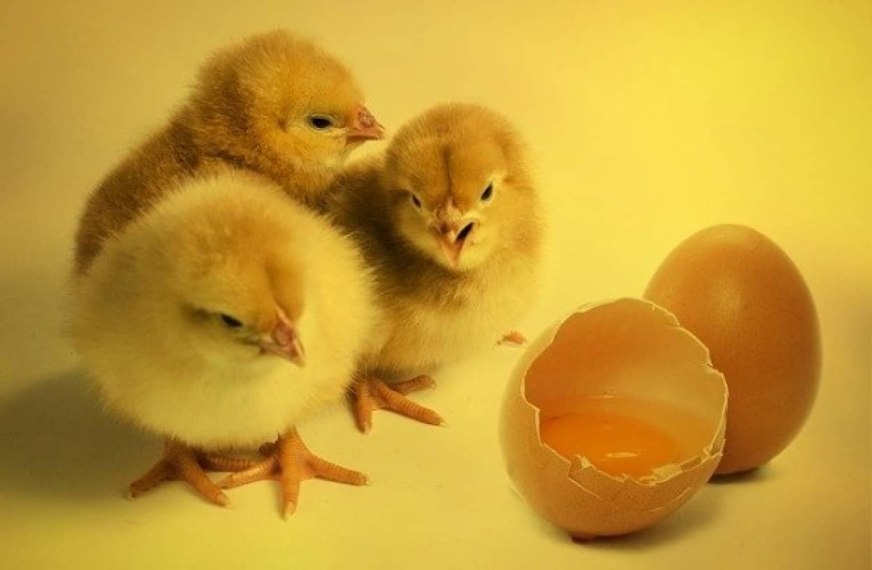 chicks-2965846_640_e