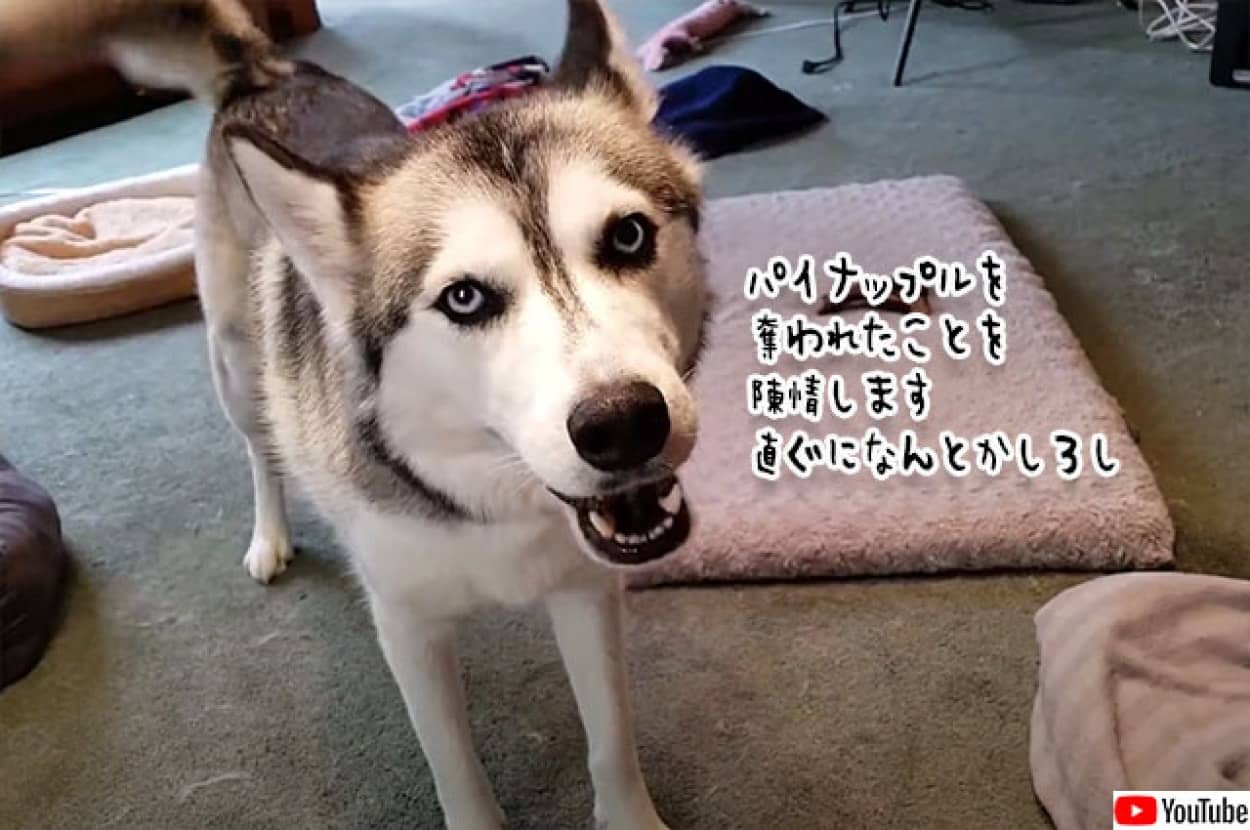ハスキー犬の陳情スタイル