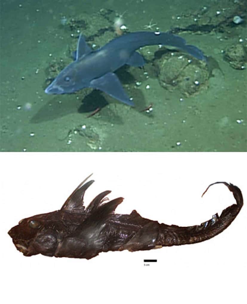 090922-ghost-shark-new-species-picture_big