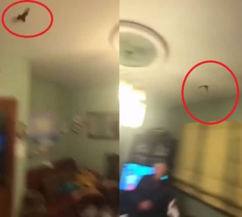 bat2_e