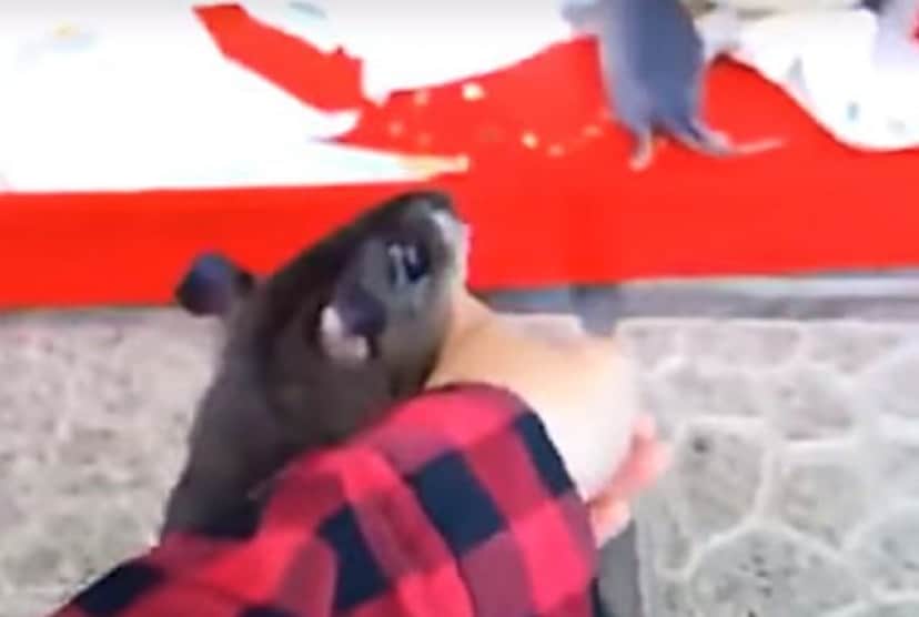 赤ちゃん生んだの 見て見て と飼い主の指を引っ張るアフリカオニネズミのお母さん カラパイア 赤ちゃん生んだの 見て見て と飼い主の指を引っ張るアフリカオニネズミのお母さん カラパイア