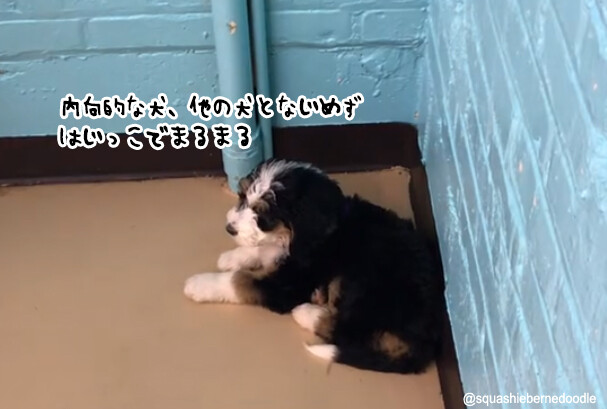 内向的な犬、初めての犬の学校で部屋の隅っこから離れられない