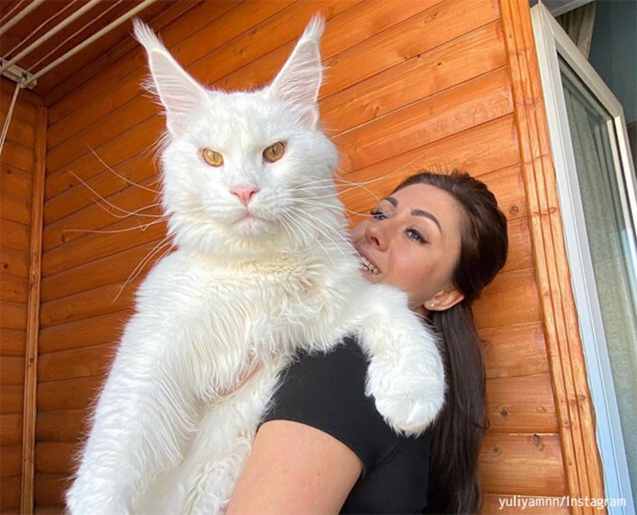真っ白な巨大猫 ケフィアさんで22年 寅年の幕開けだ カラパイア