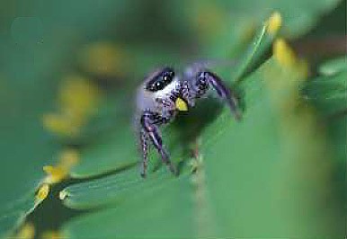 article-spider-420x0