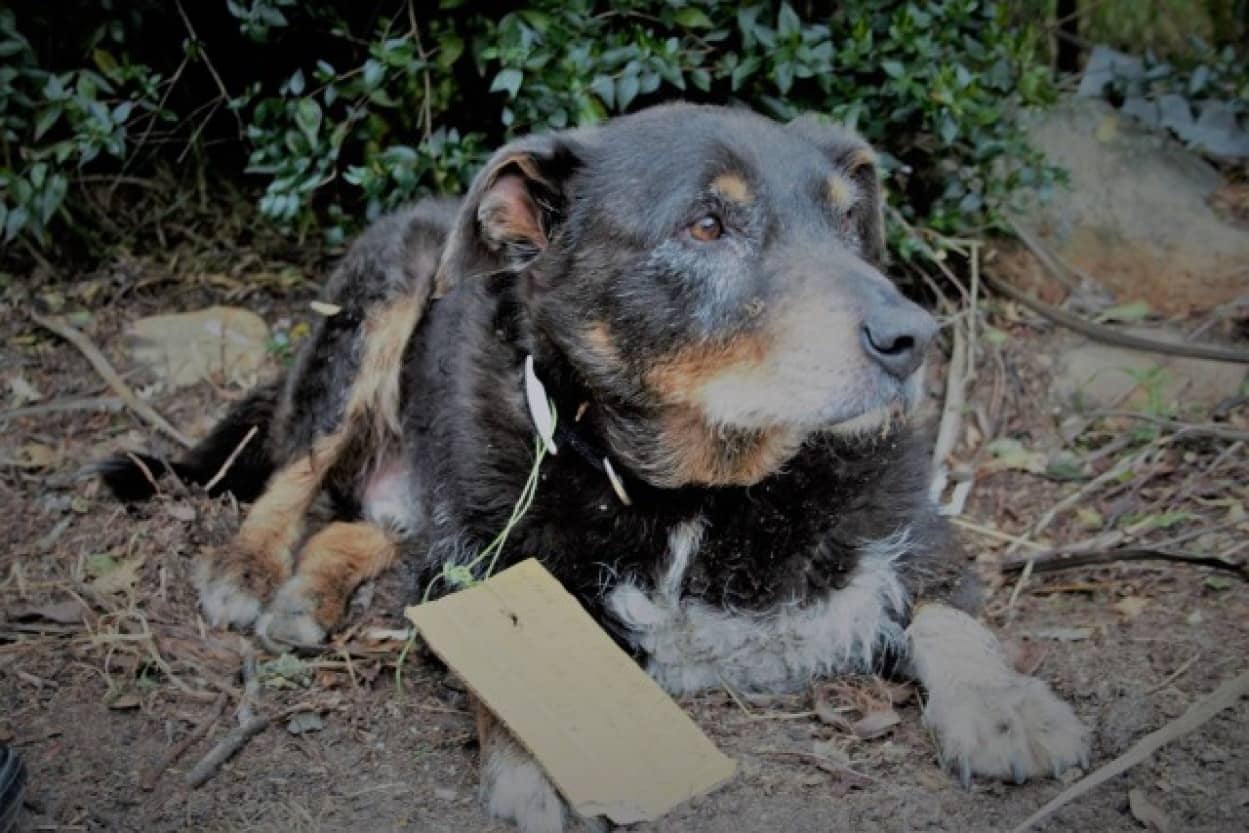 dog_e