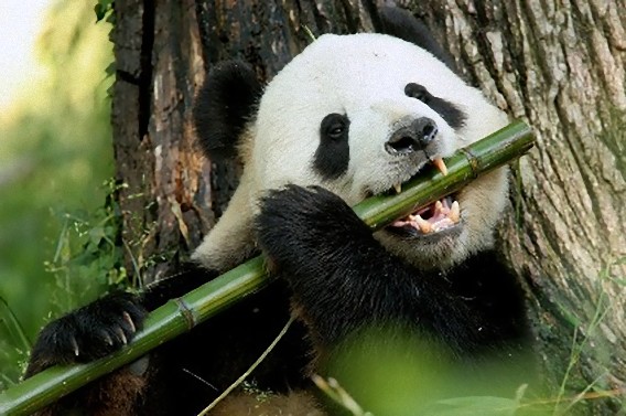 肉食動物の腸を持つパンダがなぜ竹の葉のみを食べるにようなったのか その謎が解明される カラパイア