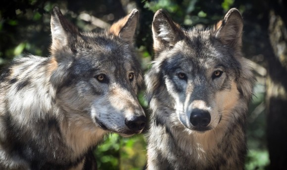 より強い人間になるためにオオカミから学べる12の特性 カラパイア