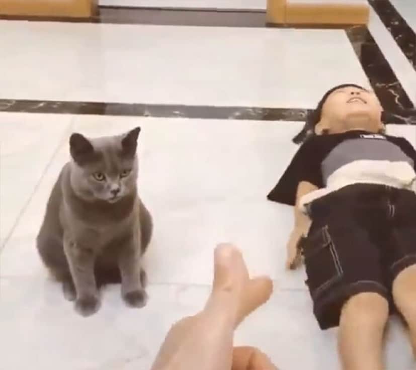 ならば付き合おう 少年に引き続き 死んだふりの演技をする猫 カラパイア