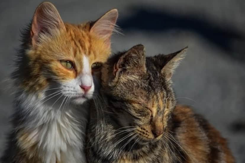 オーストラリアでは 猫の夜間外出禁止 地域により 1世帯2匹まで の規制条例が年より施行される カラパイア オーストラリアでは 猫の夜間外出禁止 地域により 1世帯2匹まで の規制条例が年より施行される カラパイア