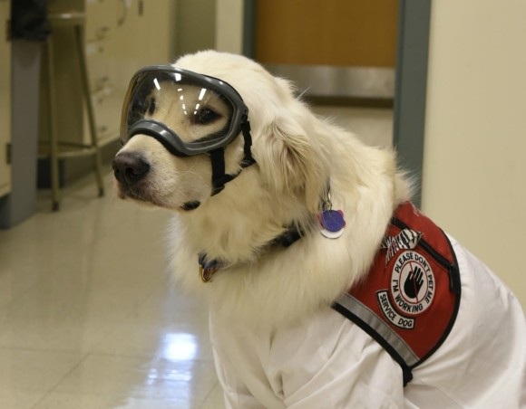 防護服を着て研究室を出入りすることを唯一許された犬、障害を抱えた研究者をサポートするゴールデン・レトリバー（アメリカ）