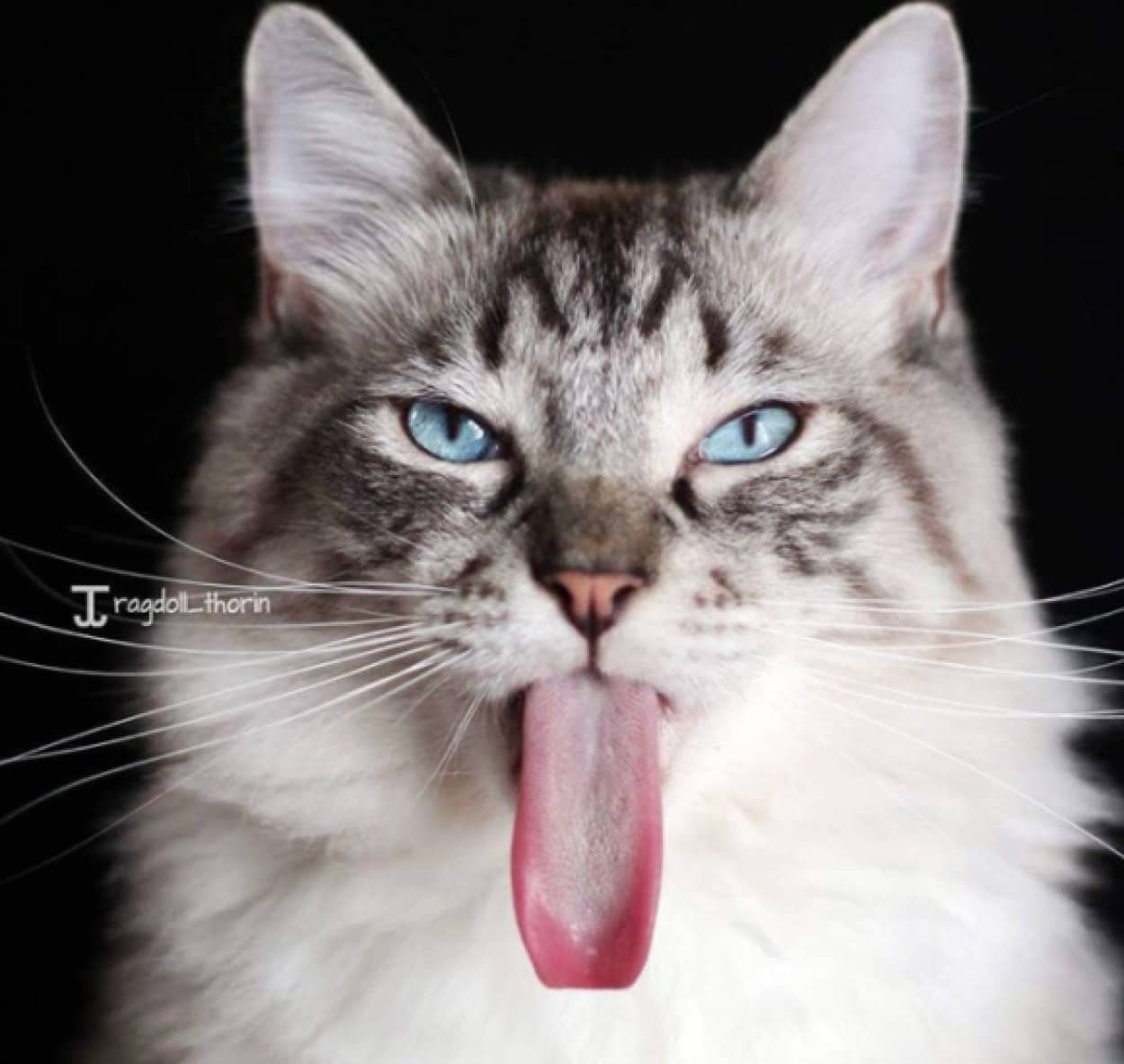 超ロング 長い舌を持つ猫 ラグドールのトーリンさんにズームイン カラパイア