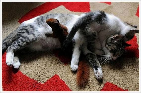 cats_and_squirell_08