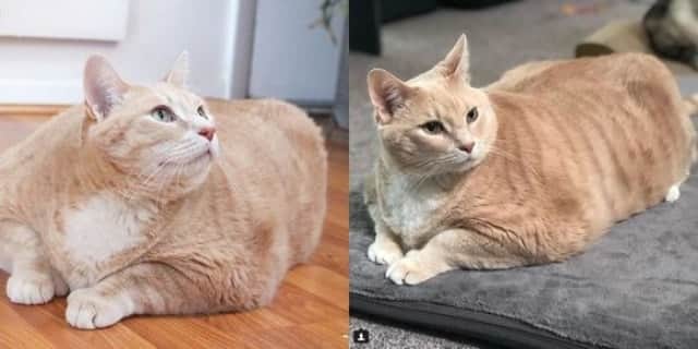 太っちょ猫のダイエット計画。インスタグラムでその過程を公開中