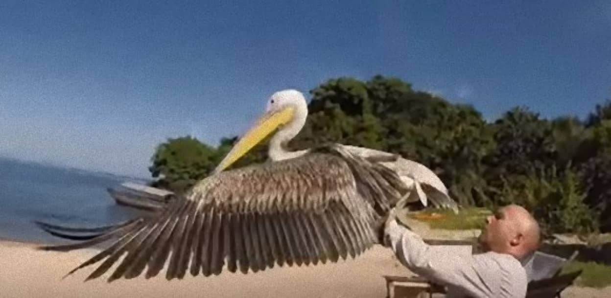 飛び方を知らないペリカンが大空を飛ぶ日 孤児のペリカンと人間の愛情物語 カラパイア