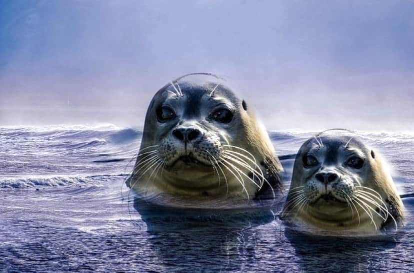 seal-2111574_640