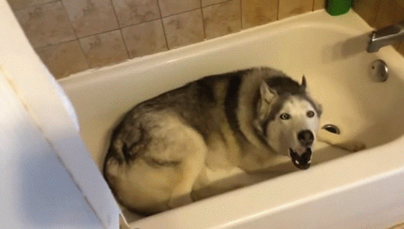 ここにもいた 駄々っ子ハスキー犬 水遊びしたくて風呂場の浴槽に這いつくばり説得交渉 カラパイア ここにもいた 駄々っ子ハスキー犬 水遊びしたくて風呂場の浴槽に這いつくばり説得交渉 カラパイア