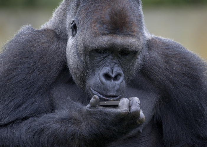 ゴリラにスマホの画面を見せるのを控えるよう、動物園が来園者に警告