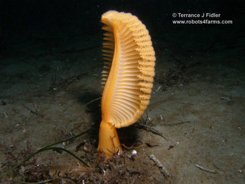 jms_OrangeSeaPen_side_90p_P2260042