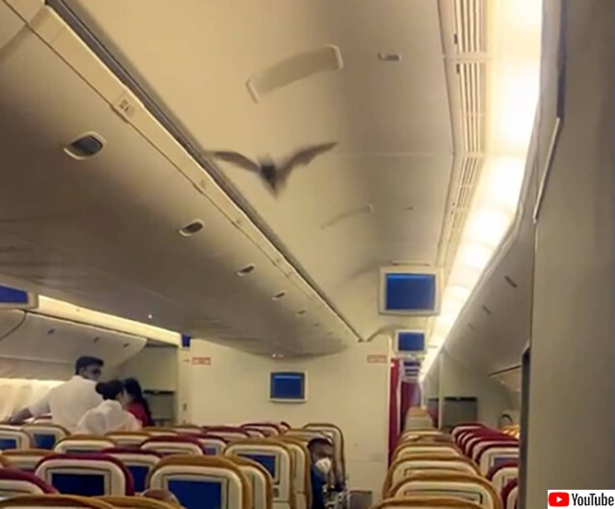 コウモリのハイジャック?飛行機内にコウモリが侵入し飛び回る