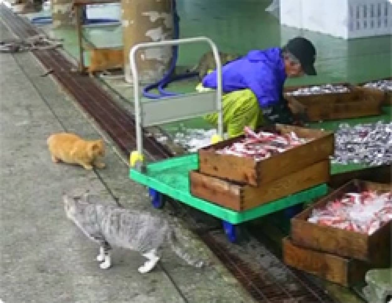 大漁っすか 漁師さんが捕ってきたとれとれピチピチな魚を狙う猫たち 宮城県 田代島 カラパイア