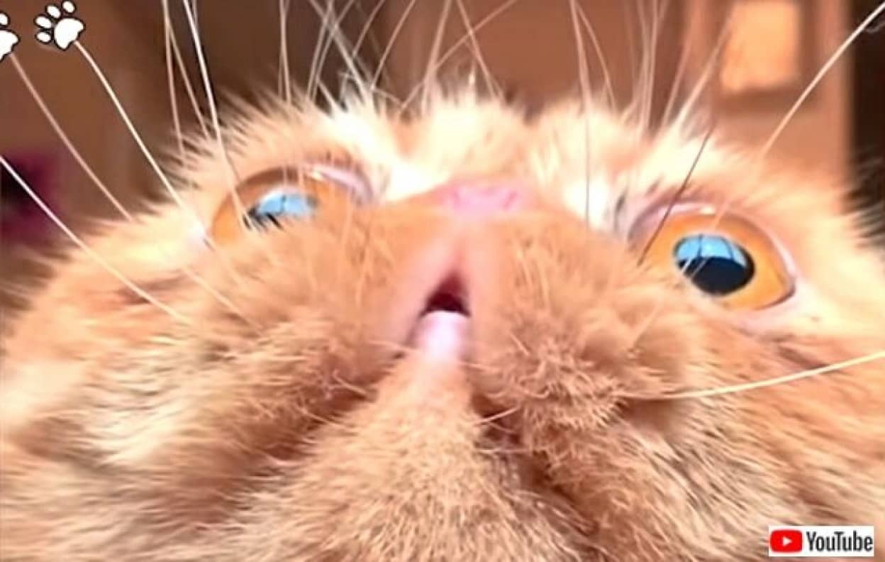 ほらほら だって猫だからさ 我々にハッピーを分けてくれる猫たちの所業総集編 カラパイア ほらほら だって猫だからさ 我々にハッピーを分けてくれる猫たちの所業総集編 カラパイア