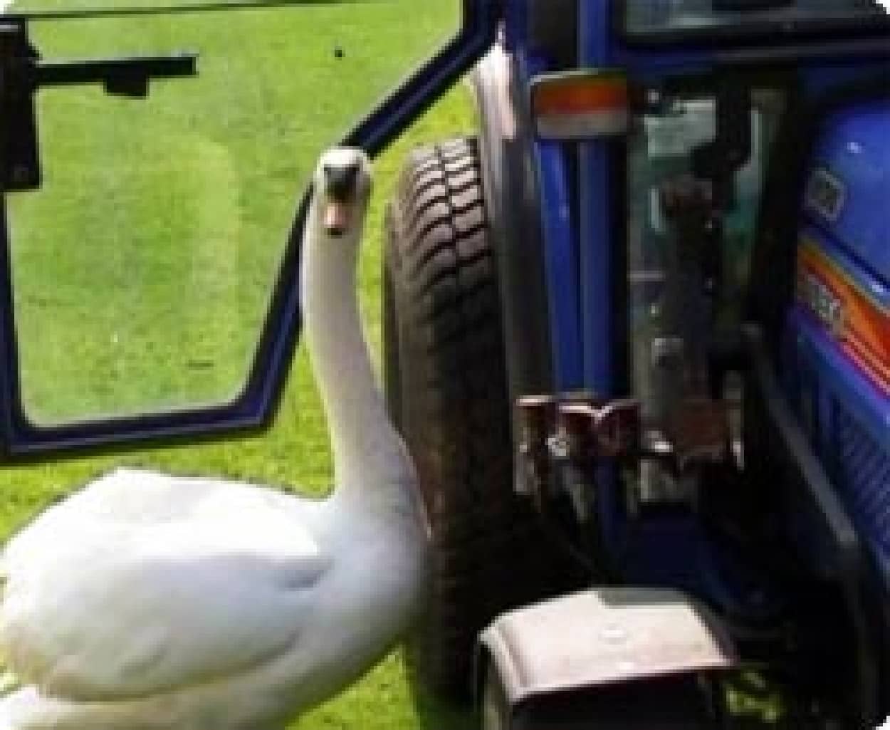 青いトラクターに恋してしまった白鳥 ドイツ カラパイア 青いトラクターに恋してしまった白鳥 ドイツ カラパイア