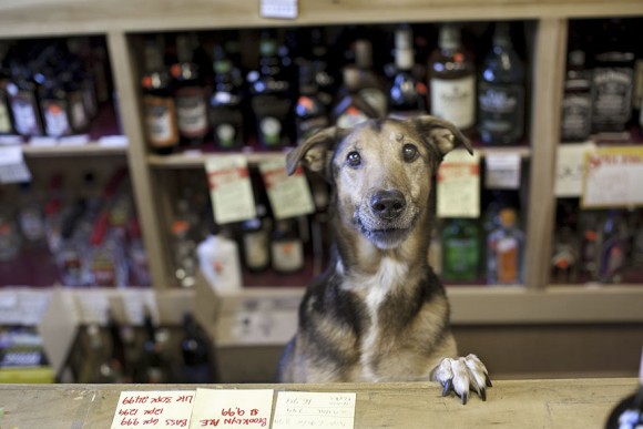 年老いた犬の持つ魅力 人に尽くすことを使命とし 死の間際まで無償の愛を注ぎ続ける 仙人のような老犬たちの姿 カラパイア 年老いた犬の持つ魅力 人に尽くすことを使命とし 死の間際まで無償の愛を注ぎ続ける 仙人のような老犬たちの姿 カラパイア