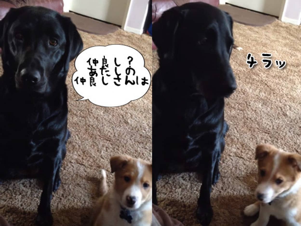 あなたの仲良しはだあれ と聞かれた時の犬の反応がキュンかわ カラパイア あなたの仲良しはだあれ と聞かれた時の犬の反応がキュンかわ カラパイア