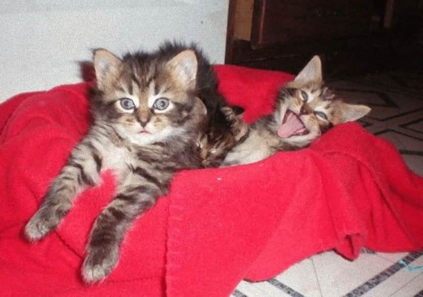 photobomb6_e
