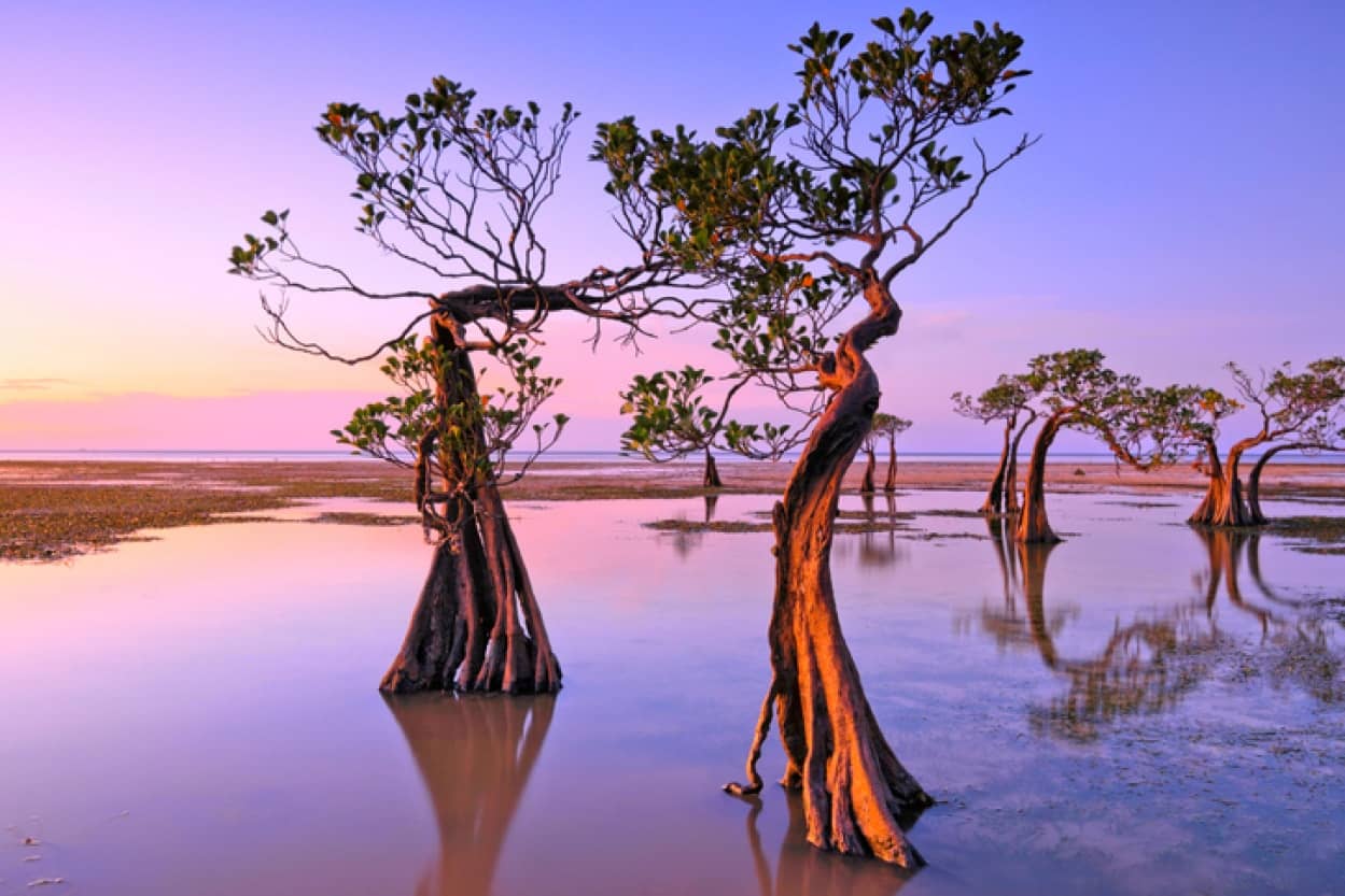 スンバ島の踊るマングローブの木（ Dancing Mangrove ）