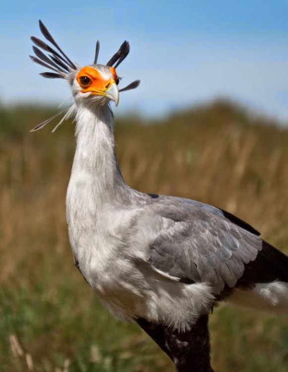 かわいいしカッコイイ すんごい冠羽を持つ10の鳥たち カラパイア