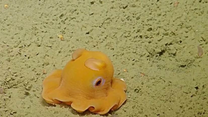 写真苦手なんだよ 何度見ても癒やされる 世界一可愛い深海生物メンダコはやっぱり超キュートな件 カラパイア
