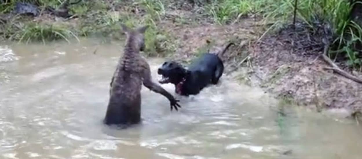 水の中なら負けないぜ 犬を挑発して水中戦に誘い込む策士カンガルー カラパイア