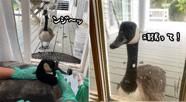 愛にできることはここにも 負傷したカナダガンが運ばれた病院を追跡し 手術中ずっと見守っていたつがいのカナダガン カラパイア
