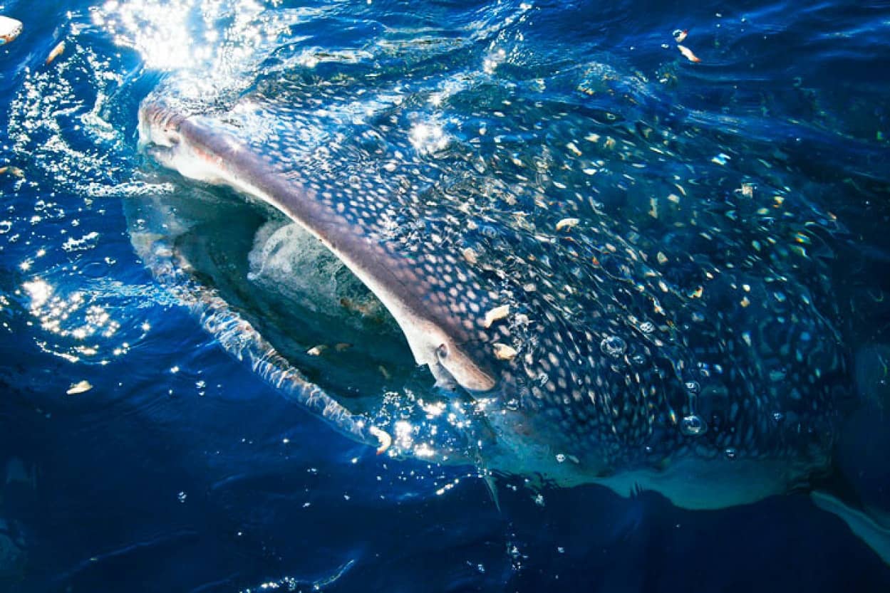 ジンベイザメの目は大量の歯に似たウロコで覆われていた 日本研究 カラパイア