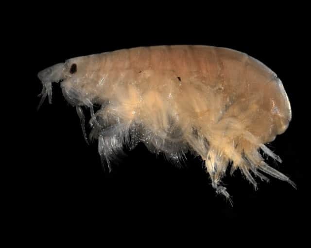 海の中にある恐怖 オーストラリアの少年を襲った人食いヨコエビ 小型甲殻類大量注意 カラパイア