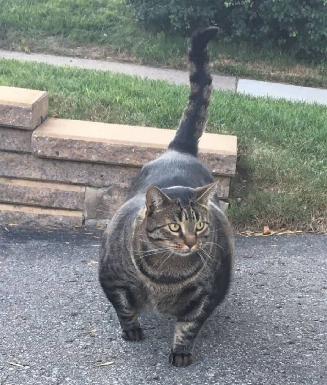 デブゆうな 筋肉じゃ イケメン超マッチョな猫の個体が確認される カナダ カラパイア デブゆうな 筋肉じゃ イケメン超マッチョな猫の個体が確認される カナダ カラパイア