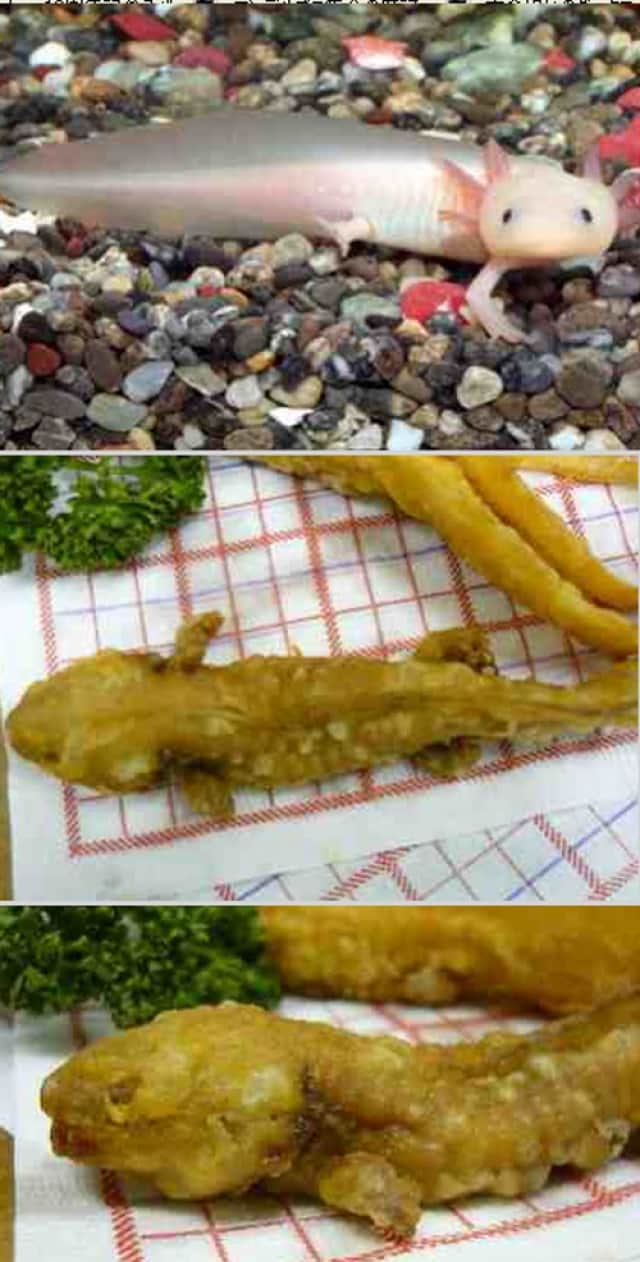 ウーパールーパーはじめました ウーパールーパーを自宅で試食してみる カラパイア