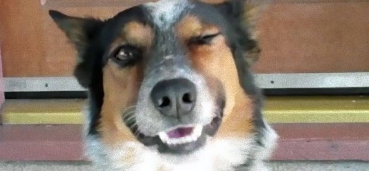 訓練されたボーダーコリー犬 ありとあらゆる難題をこなす カラパイア