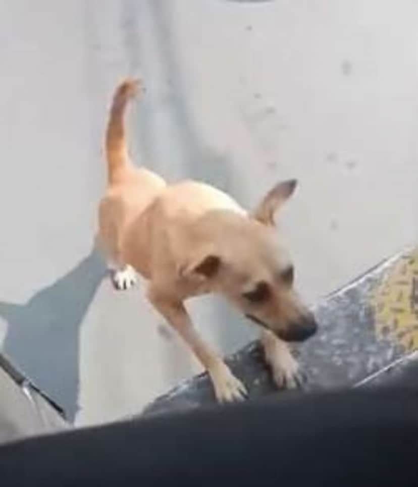 フィリピンの乗り合いタクシー ジープニー を追いかけ続けた野良犬 その必死さに根負けした運転手は犬を乗せることに 更には飼い主になった フィリピン カラパイア