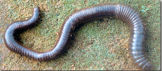 Самых больших червяков. Выползок червь гигантский. Австралийский Земляной червь. Австралийский гигантский дождевой червь. Гигантский австралийский дождевой червь (Megascolides Australis).