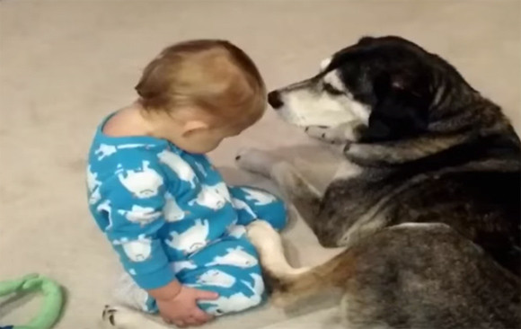 赤子がウトウト それを見守る犬のやさしさが心に染みすぎる動画 カラパイア 赤子がウトウト それを見守る犬のやさしさが心に染みすぎる動画 カラパイア