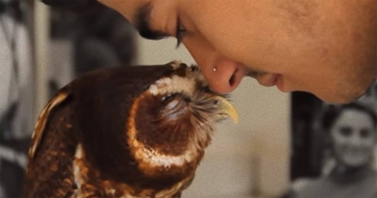撫でられるの大好き フクロウの愛らしさ炸裂の動画総集編 カラパイア 撫でられるの大好き フクロウの愛らしさ炸裂の動画総集編 カラパイア