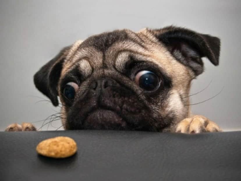 ガン見ってこういうこと 犬たちが食べ物を見つめる目つきが食いしん坊ワンザイ カラパイア ガン見ってこういうこと 犬たちが食べ物を見つめる目つきが食いしん坊ワンザイ カラパイア