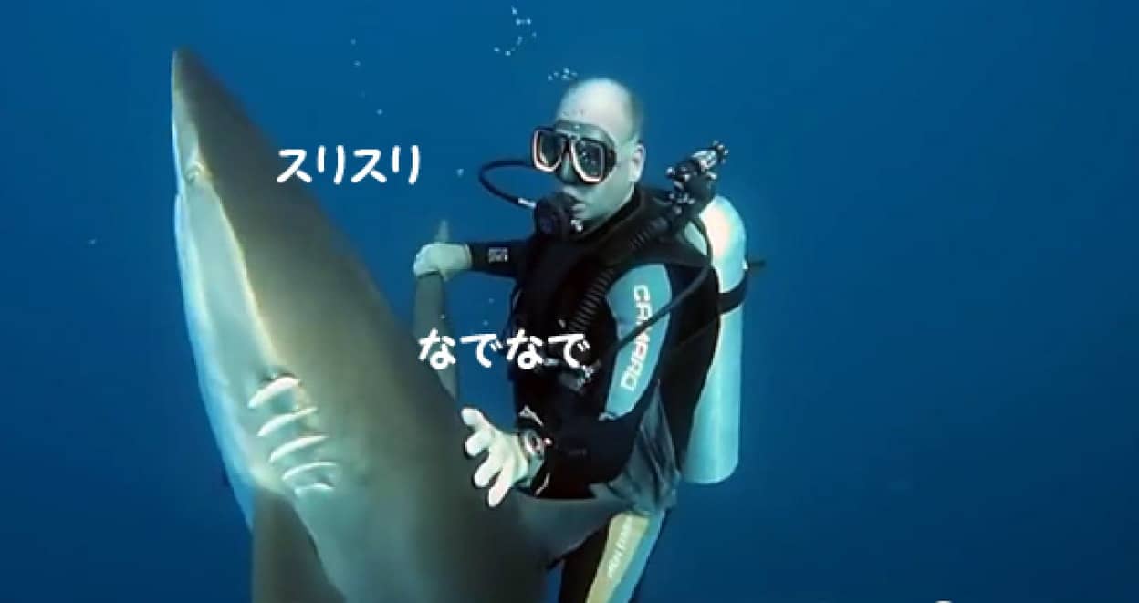サメがなつくだと ダイバーのおにいさんに もう好きにして 状態のサメ カラパイア