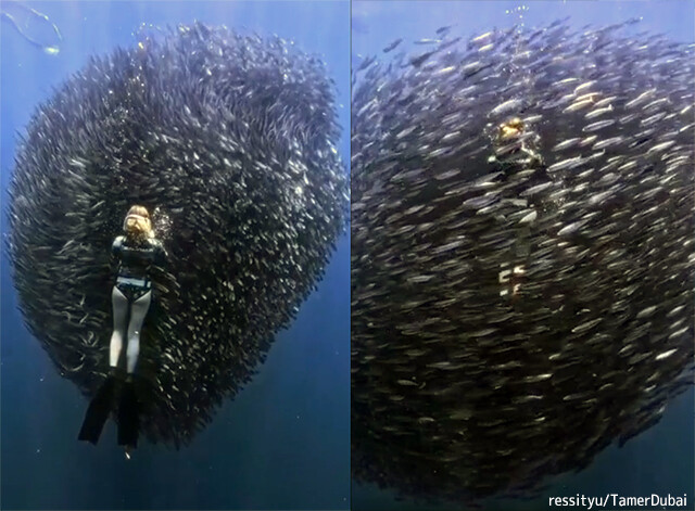 圧巻！魚群が作り上げた球形の塊「ベイト・ボール」の中に飲み込まれていくダイバー