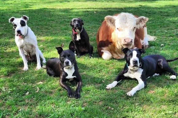 仲間外れになった小さな牛だが、犬が仲間に入れてくれて孤独からの脱出