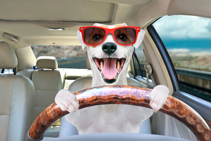 犬がスピード違反！？交通違反通知の証拠写真に写っていたのは飼い犬だった件