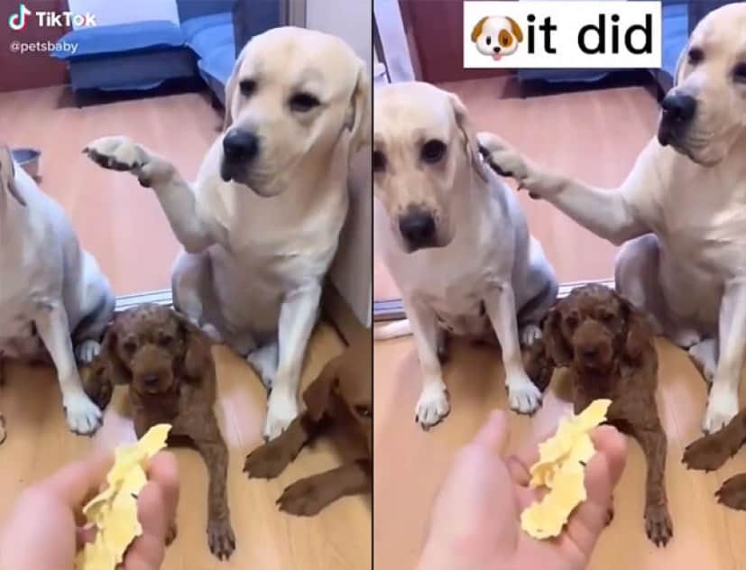 やったのは誰 飼い主の尋問に対し 正直に犯人を示した犬 示された犬の面白反応 カラパイア やったのは誰 飼い主の尋問に対し 正直に犯人を示した犬 示された犬の面白反応 カラパイア