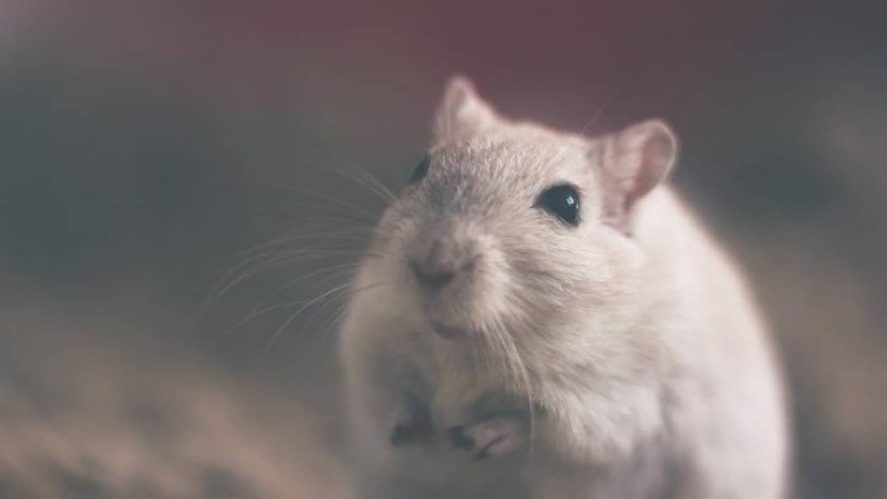 mouse-801843_640_e